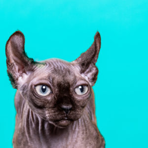 Portrait de chat au Touquet Paris Plage