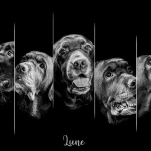 Photos portrait chien en Noir & blanc
