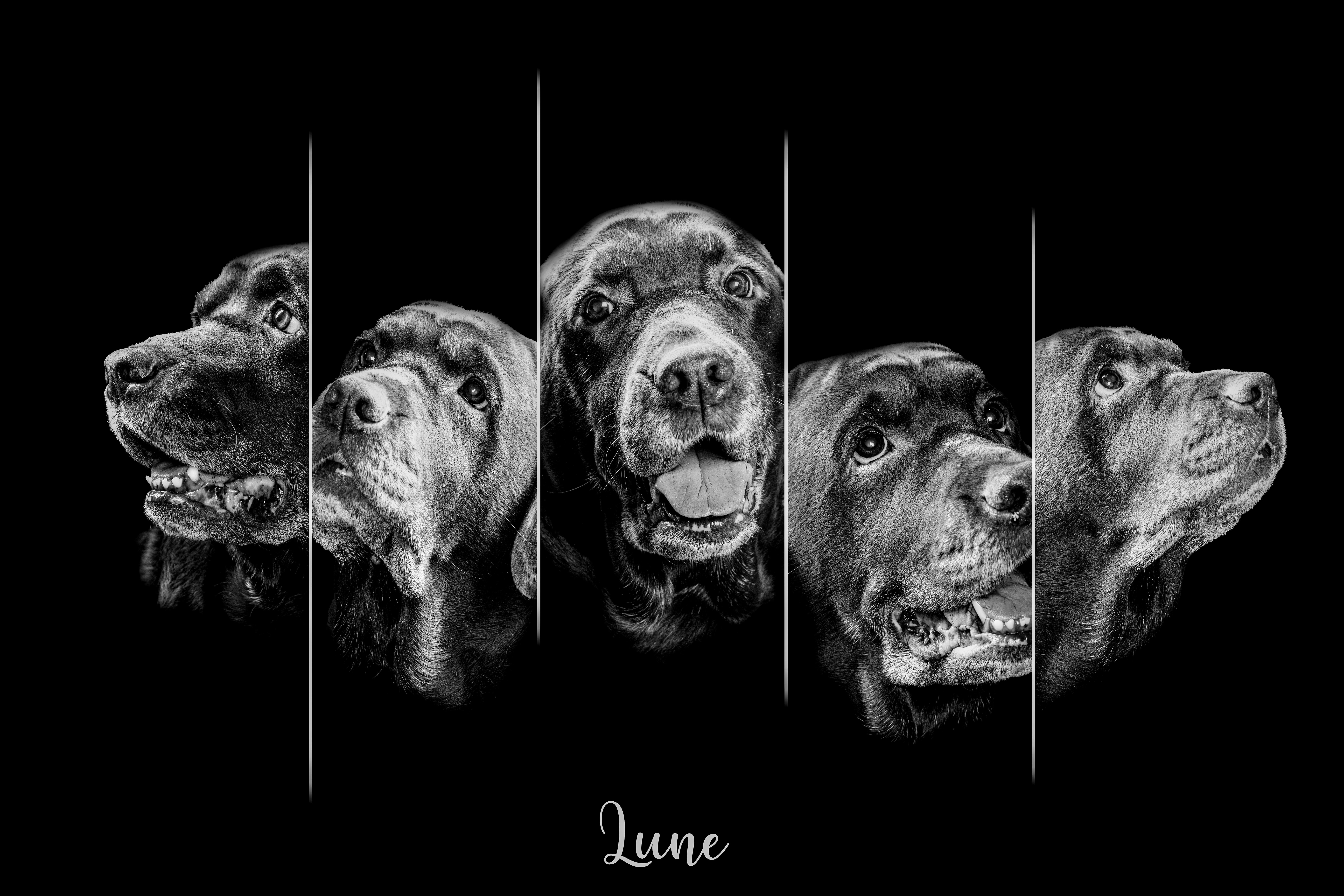 Photo de chien au Touquet- Noir et blanc