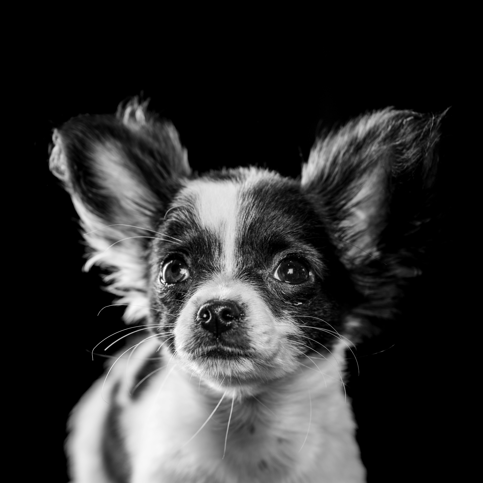 portrait de chien au Touquet