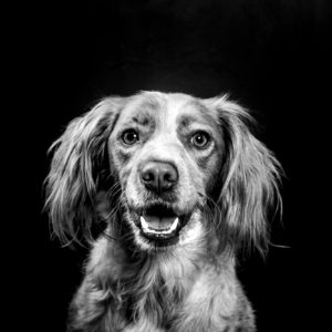 Lancement des portraits chien au Touquet