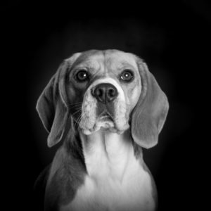Portraits Canins en Noir et Blanc avec Photo Touquet