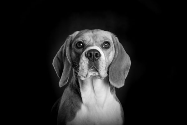Portraits Canins en Noir et Blanc avec Photo Touquet