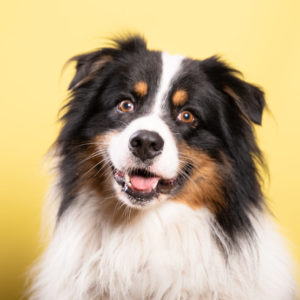 Photographe chien avec Photo Touquet