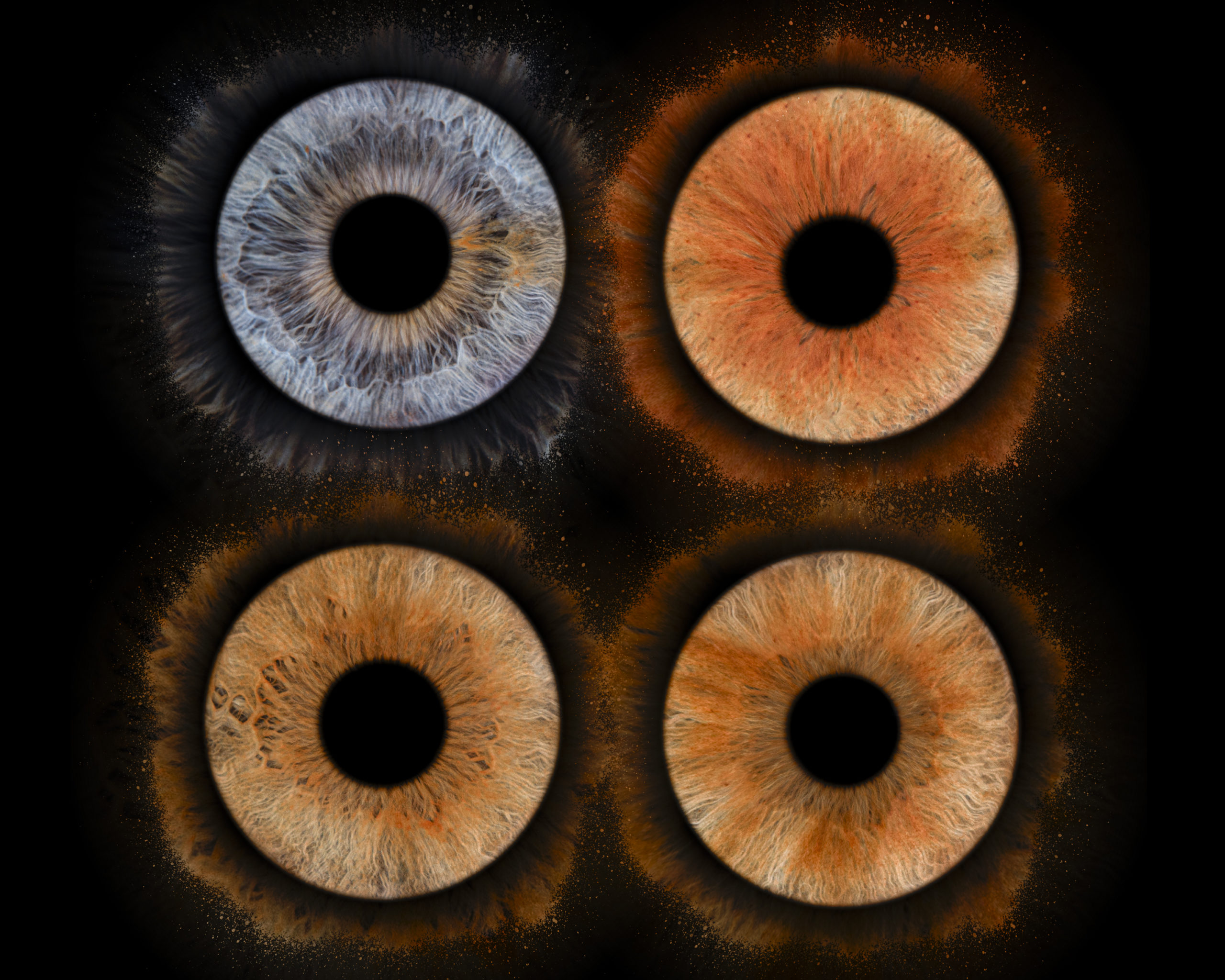 Idée cadeau de Noël au Touquet: photos d'iris