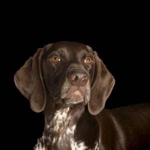 Photographe canin sur la Côte d’Opale